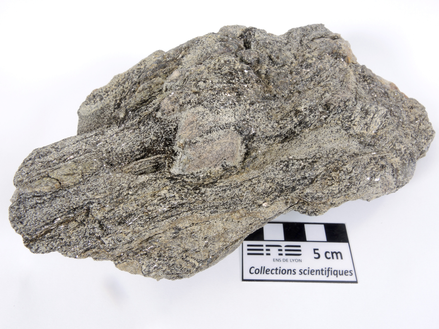 Micaschiste à andalousite Métapélite à porphyroblastes d’andalousite Pyrénées Cap de Creus  